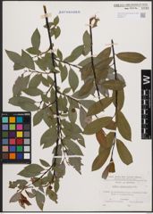 Foto von Salix daphnoides Vill.